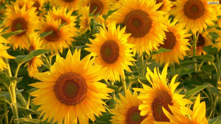 Plants Aesthetic PC Wallpapers - Top Free Plants Aesthetic PC 