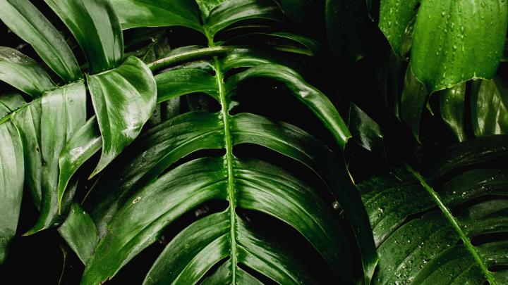 Desktop wallpaper fresh, plants, green leaf, big, hd image, picture 