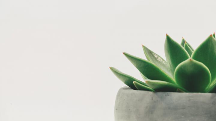 Desktop Plants Wallpapers