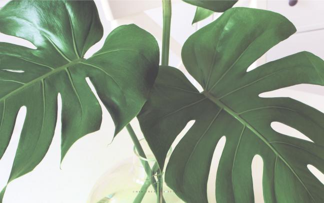 Desktop Plants Wallpapers
