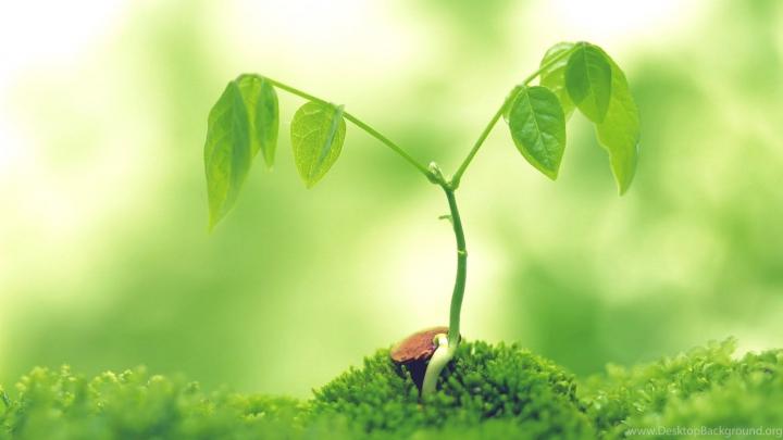 Plant Aesthetic Desktop Wallpapers - Top Free Plant Aesthetic Desktop 