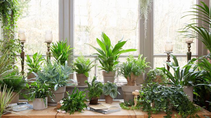 Indoor Plants Wallpapers