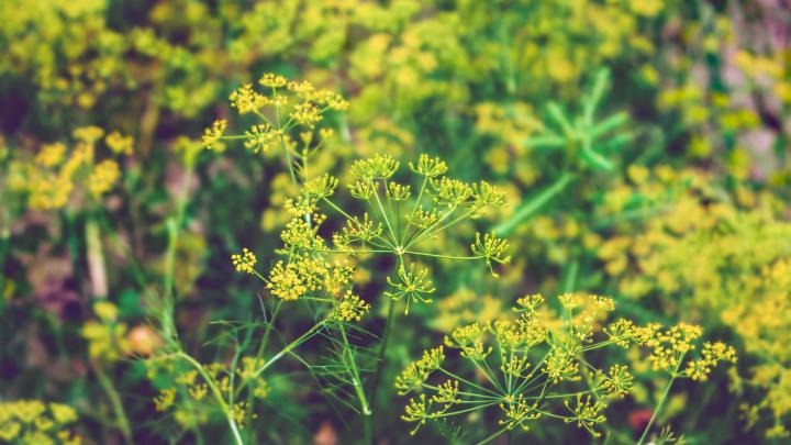 plants Wallpapers HD \/ Desktop and Mobile Backgrounds