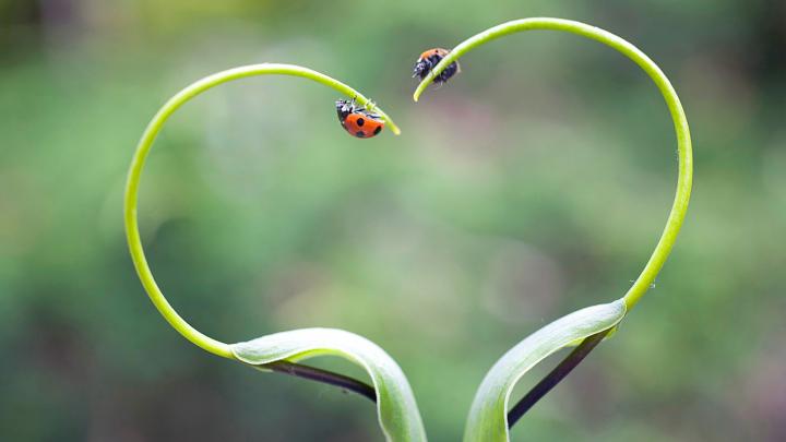 ladybugs, Nature, Plants Wallpapers HD \/ Desktop and Mobile Backgrounds