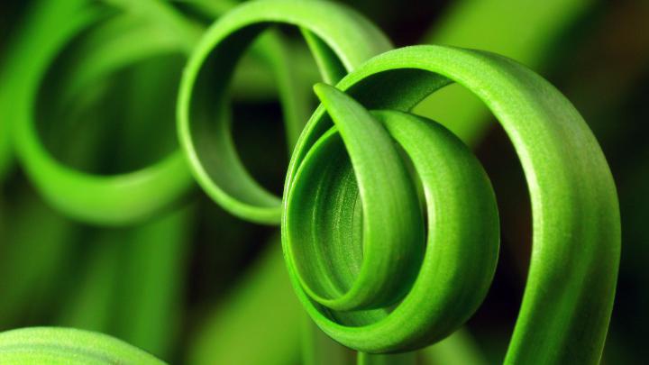 nature, Plants Wallpapers HD \/ Desktop and Mobile Backgrounds