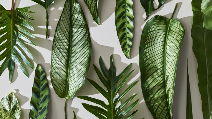 Plant Desktop Wallpapers