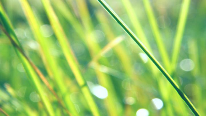 plant wallpapers - HD Desktop Wallpapers