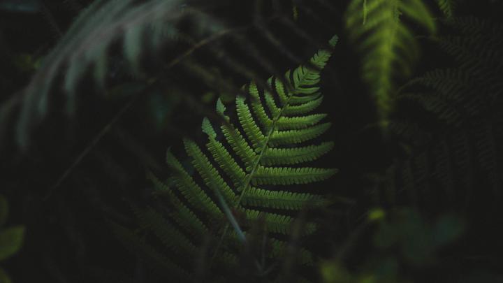 ferns, Plants, Green HD Wallpapers \/ Desktop and Mobile Images \u0026 Photos