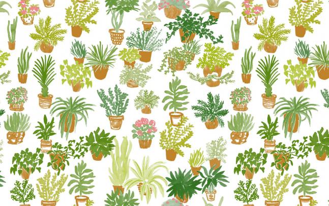 Tumblr Green Plant Computer Wallpapers