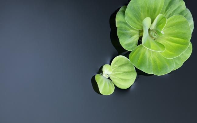 water and plants - HD Desktop Wallpapers
