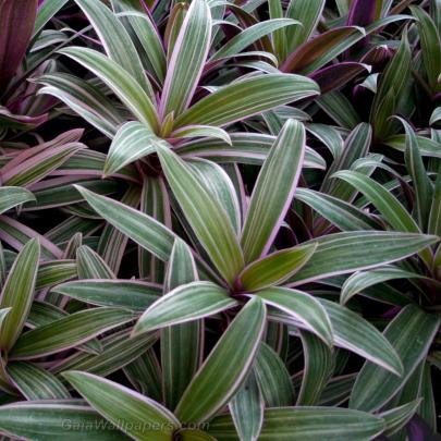 Plants wallpapers 2048x2048 - Free Desktop Wallpapers (201401101)