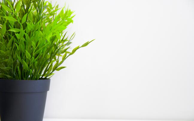 Download 1920x1200 Wallpaper Indoor, Green Plants, Pot, Widescreen 16 