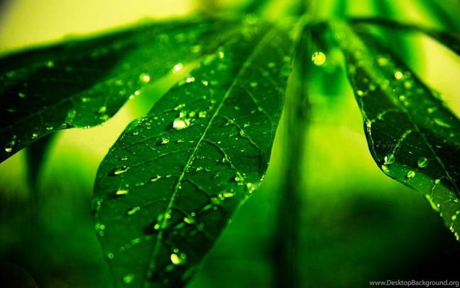 Plant Aesthetic Desktop Wallpapers - Top Free Plant Aesthetic Desktop 