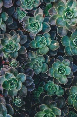 nature, Succulent, Plants Wallpapers HD \/ Desktop and Mobile Backgrounds