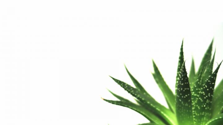 nature, Minimalistic, Plants, Macro, Simple, White, Background 
