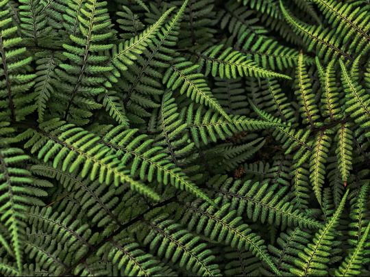 Cool Desktop Wallpaper: Ferns Plants Pictures \u0026 Wallpapers