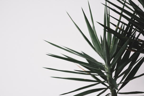 Minimalist Plant Wallpapers on WallpaperDog