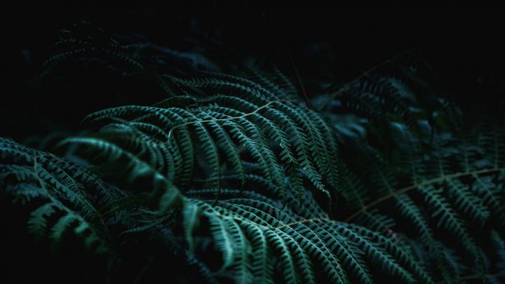 Wallpaper Branch, Fern, Plant, Macro