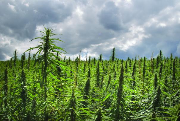 weed, Drugs, Marijuana, 420, Nature, Psychedelic, Plant, Cannabis 