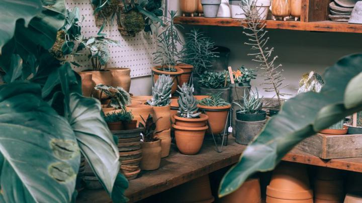 Indoor plants HD Wallpaper - Wallpapers.net
