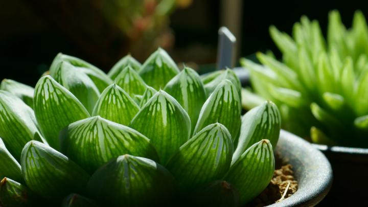plants Wallpapers HD \/ Desktop and Mobile Backgrounds