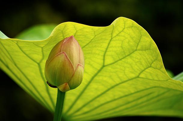 HD Plant Backgrounds