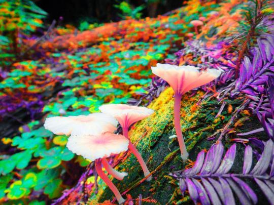 Trippy Desktop Wallpapers