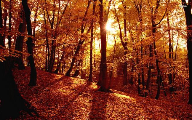 Autumn Forest Aesthetic Desktop Wallpapers