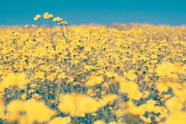 Aesthetic Spring Desktop Wallpapers