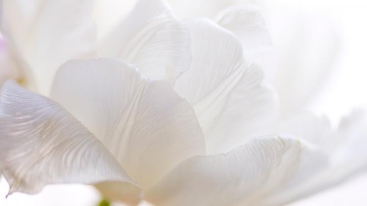 White Desktop Wallpaper - Wallpaper, High Definition, High Quality 