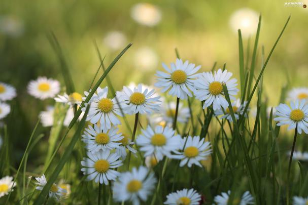Flowers, White, daisies - For desktop wallpapers: 2048x1365
