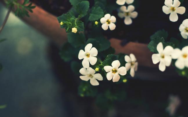 white macro wallpaper - HD Desktop Wallpapers