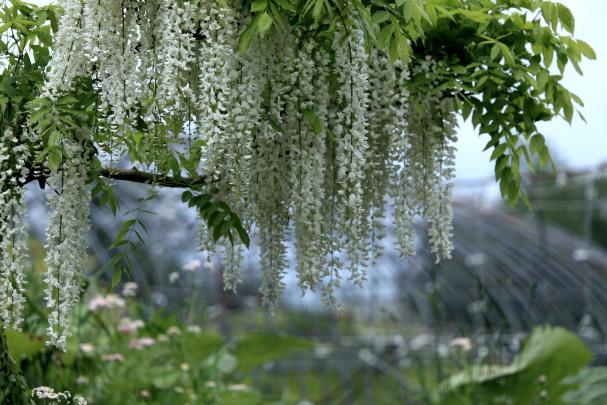 white wisteria wallpapers - HD Desktop Wallpapers