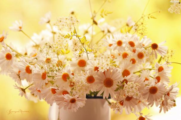daisy, flowers, white, bouquet - For desktop wallpapers: 2569x1713
