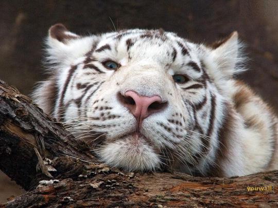 White Tiger Desktop Backgrounds