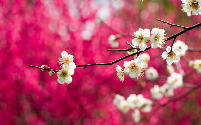 spring wallpaper white - HD Desktop Wallpapers