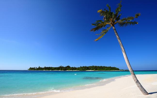 beach palm white sand - HD Desktop Wallpapers