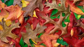 October Desktop Wallpaper
