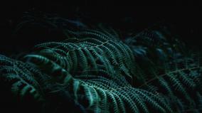 Plant Desktop Wallpaper
