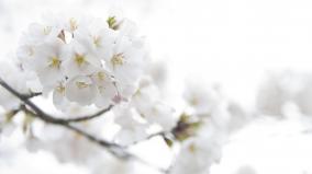 White Desktop Wallpaper