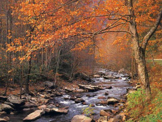 Cute Autumn Free Desktop Wallpaper -