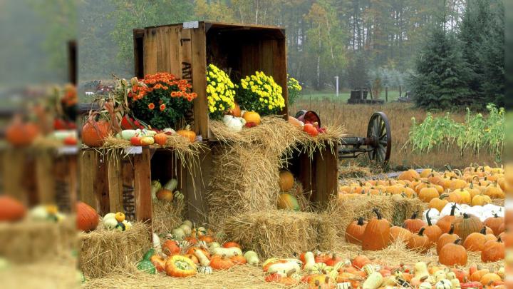 Cute Autumn Free Desktop Wallpaper -