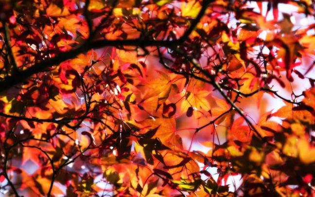 Cute Fall Wallpapers