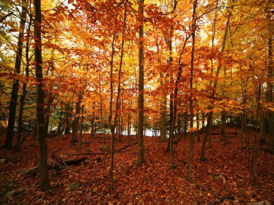 Cute Autumn Free Desktop Wallpaper -