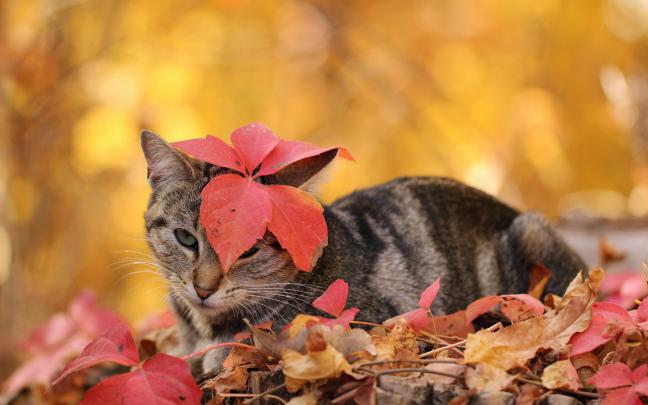 cat cute wallpapers autumn - HD Desktop Wallpapers