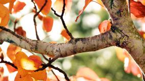 Cute Fall Desktop Wallpaper