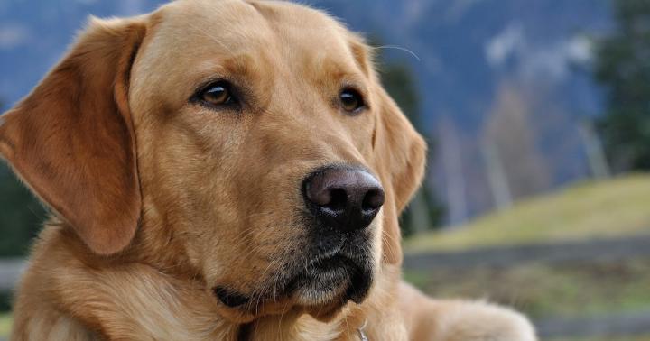 4k Wallpaper For Pc Dog - PetsWall