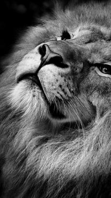 4K Wallpaper For Pc Lion Ideas | Lion wallpaper, Lion pictures 