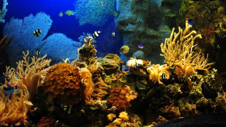 Animated Aquarium Desktop Wallpaper (53+ images)