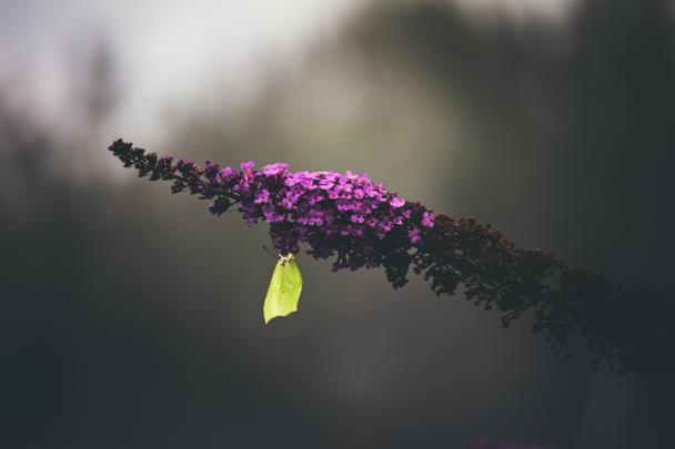 Simple Nature Wallpaper 4K - Design Daritinha